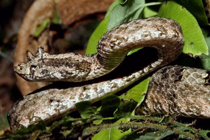 Rắn lục sừng (Trimeresurus cornutus): Đây cũng là một trong số những loài rắn lục cực độc. Nọc độc của chúng được các nhà khoa học xếp vào danh sách 1 trong những loài rắn độc và nguy hiểm nhất ở Việt Nam hiện nay. Chính vì thế rắn lục sừng còn có tên gọi khác là rắn quỷ.