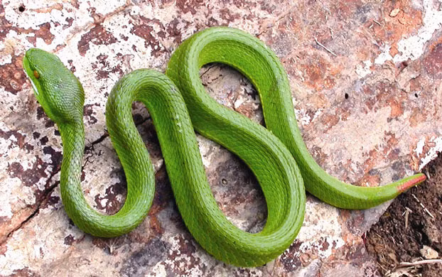 Đặc điểm thường thấy của họ rắn lục là thân mình nhỏ, có vảy mỏng, 2 răng nanh sắc nhọn mục đích để truyền chất độc vào con mồi khi cắn.