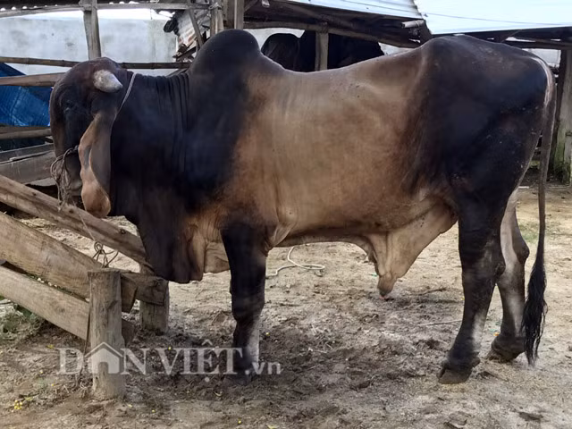 Với kích cỡ và trọng lượng này, theo ông Hùng thì giá bán trên thị trường trên 60 triệu đồng/con. Nhiều thương lái buôn bò có tiếng ở Quảng Ngãi khẳng định: Với trọng lượng bò lai của ông Hùng trên 1 tấn/con thì đây là cặp bò lai "khủng" nhất hiện nay ở trong tỉnh.