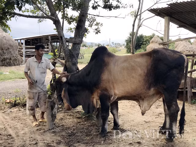 Được biết ngoài cặp bò trên, với tổng đàn bò lai các loại lớn nhỏ khoảng 50 con có tổng trị giá ước tính khoảng 2 tỷ đồng, ông Hùng được nhiều người nuôi bò trong tỉnh ví gọi là "vua bò lai" ở Quảng Ngãi.