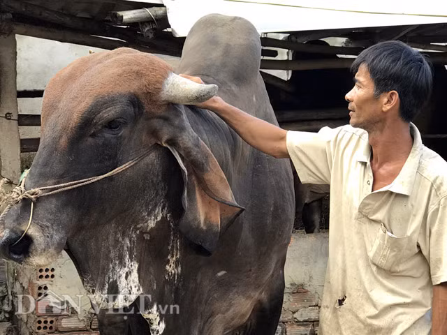 Theo ông Hùng, trọng lượng của cặp bò này lúc đem về vào khoảng 500kg/con. Không như số khác, cặp giống bò lai này ông Hùng mua mang về nuôi với mục đích là để phối giống cho số hộ nuôi bò lai đẻ sinh sản có nhu cầu trong vùng.