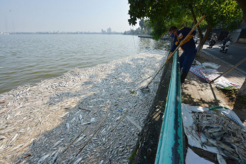 Đây được coi là sự cố môi trường nghiêm trọng nhất ở Hà Nội, khi có tới hơn 200 tấn cá chết bốc mùi hôi tanh nồng nặc