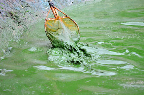 Điều đáng nói là tình trạng ô nhiễm tại hồ này đã có từ lâu thế nhưng không hề được giải quyết, gây nhiều khó khăn cho cuộc sống sinh hoạt của người dân trong khu vực.