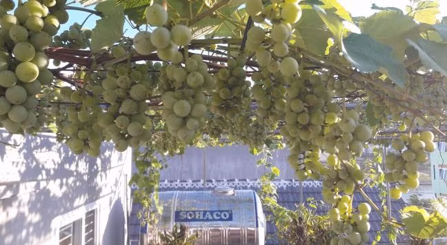 Anh chong ‘dam dang’ chi cach trong nho Phap sai triu qua-Hinh-2