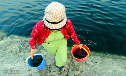 Mùa nào rau nấy, dọc con đường ven hồ Linh Đàm là hàng dài các những luống rau xanh mướt. Bà M. ở chung cư HH kể: Thời tiết ủng hộ, trồng ngoài trời thoáng đãng, cộng thêm nước hồ "đủ chất dinh dưỡng" nên rau xanh tốt mơn mởn, gia đình chẳng mất đồng nào mua phân bón.