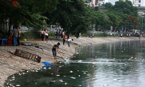Đầu tháng 6/2016, người dân Hà Nội vô cùng ngạc nhiên khi chứng kiến cảnh tượng hàng nghìn con cá ở hồ Hoàng Cầu bỗng nhiên ngửa bụng chết trắng