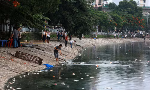 Đầu tháng 6/2016, người dân Hà Nội vô cùng ngạc nhiên khi chứng kiến cảnh tượng hàng nghìn con cá ở hồ Hoàng Cầu bỗng nhiên ngửa bụng chết trắng