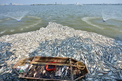 Nghiêm trọng hơn cả, có thể kể đến sự cố cá chết ở Hồ Tây. Trong 3 ngày từ 2 - 4/10, đã có tới hơn 200 tấn cá ở hồ này bỗng nhiên nổi chết trắng mặt hồ.