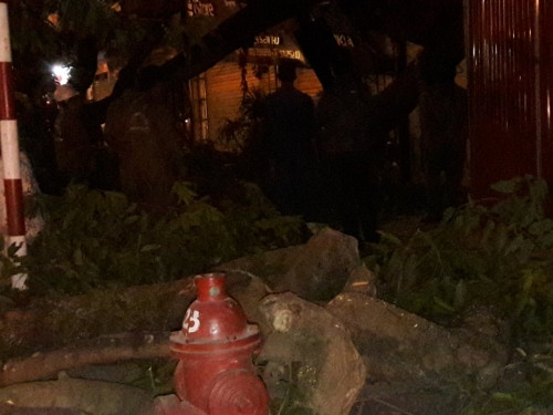 Theo quan sát, cây cổ thụ bị gãy đổ có đường kính khá lớn, khoảng 1 mét, thân dài, có nhiều cành lá.