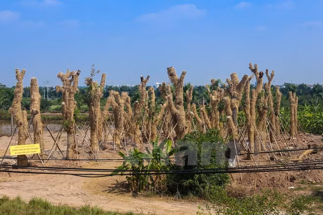 Kham pha noi “hoi sinh” hang xa cu ben duong Kim Ma