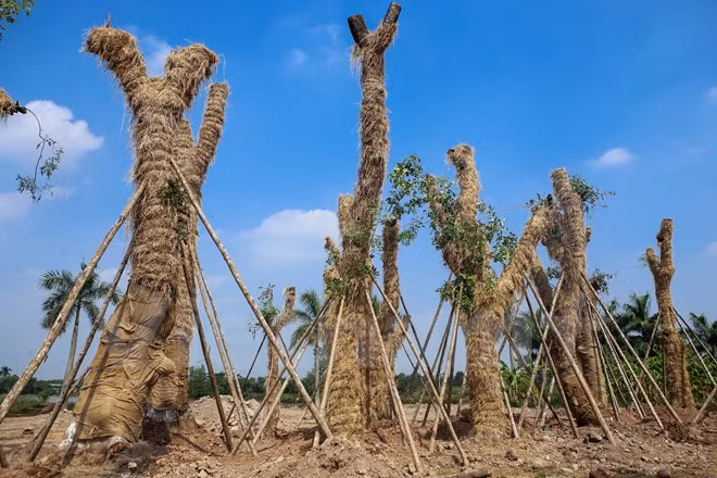 Phần rễ chùm xung quanh khi di chuyển về vườn ươm đã bị cắt bớt nên phải dùng cọc để chống đỡ cây đổ trước khi bộ rễ mới mọc trở lại. (Ảnh: Minh Sơn/Vietnam+)