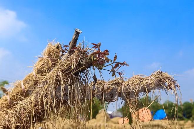 Những cây xà cừ sau khi về vườn ươm sẽ được trồng lại tươi tốt, sau đó được tái sử dụng tại những tuyến đường, đại lộ lớn của Thủ đô. (Ảnh: Minh Sơn/Vietnam+)