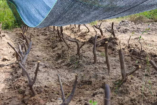 Cũng tại vườn ươm này, nhiều cành đang được chiết để tạo ra những cây mới. (Ảnh: Minh Sơn/Vietnam+)