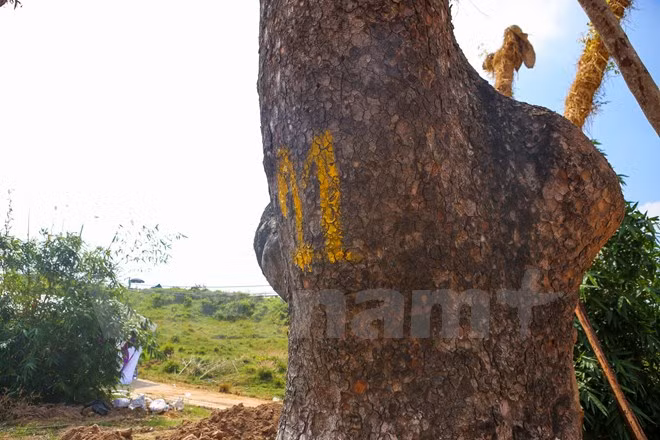 Vết vôi đánh số cây xà cừ trên đường Kim Mã vẫn còn nguyên. (Ảnh: Minh Sơn/Vietnam+)