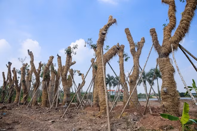 Ông Trần Nam Mừng, đại diện đơn vị thực hiện việc di dời và 'hồi sinh' hàng cây xanh trên phố Kim Mã, cho biết trên tinh thần cao nhất là cứu sống, duy trì và nuôi dưỡng cây tiếp tục phát triển. Tỷ lệ cứu sống cây sau di chuyển vào khoảng 60%.(Ảnh: Minh Sơn/Vietnam+)