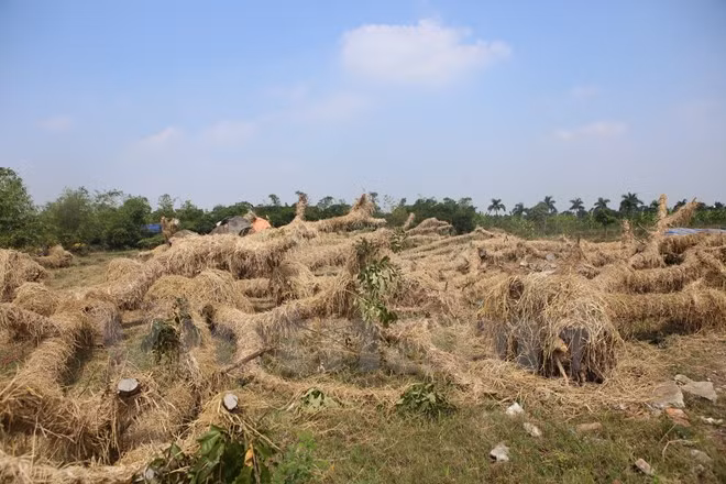 Vườn ươm này sẽ là nơi 'hồi sinh' cho toàn bộ những cây cổ thụ bên đường Kim Mã. (Ảnh: Minh Sơn/Vietnam+)