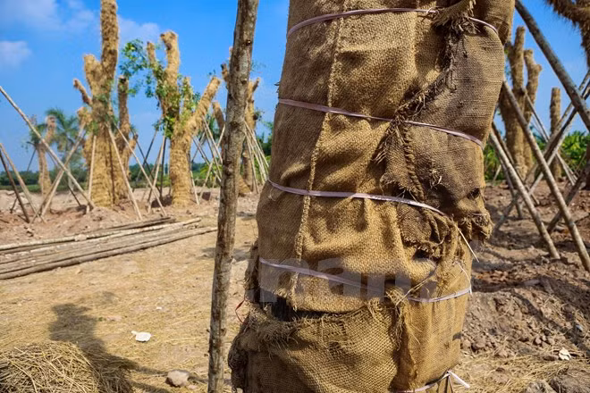 Đội ngũ chăm sóc cây tại vườn ươm thực hiện rất cẩn thận và kỹ càng để những cây cổ thụ này nhanh chóng phát triển trở lại. (Ảnh: Minh Sơn/Vietnam+)