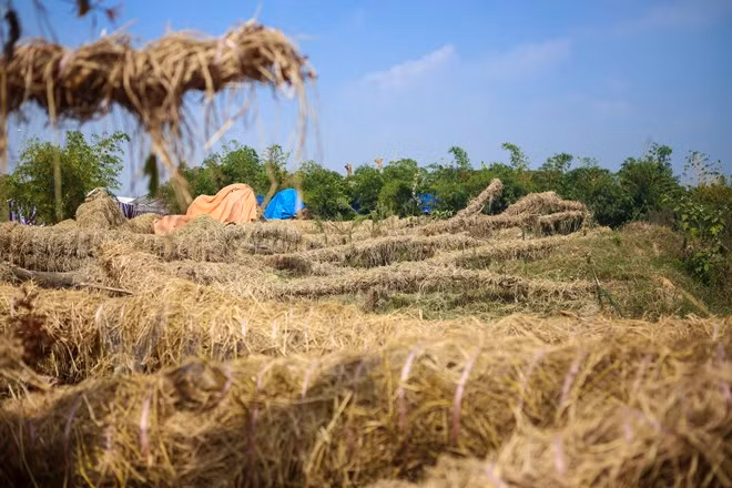 Tất cả đều được bảo quản và chăm sóc kỹ càng trước khi được đưa vừa bên trong vườn ươm. (Ảnh: Minh Sơn/Vietnam+)