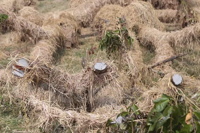 Những phần cành bị cưa sẽ được bôi xi măng để bảo vệ vết cắt ngăn ngừa vi khuẩn, rong rêu nấm mốc phát triển. (Ảnh: Minh Sơn/Vietnam+)