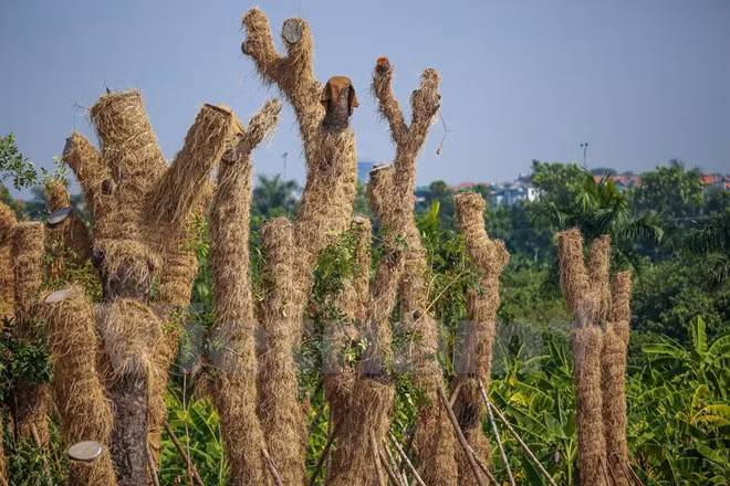 Những thân cây cổ thụ hàng chục năm tuổi lá vẫn tươi tốt khi được chuyển về vườn. (Ảnh: Minh Sơn/Vietnam+)
