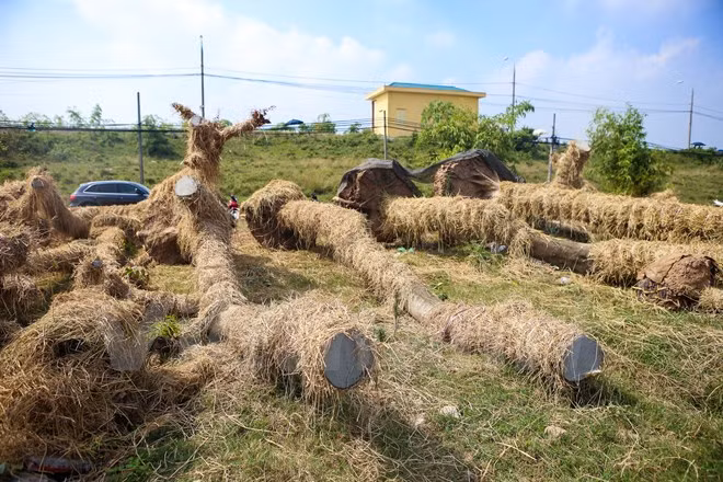 Đây là những thân cây mới được chuyển về tập kết cạnh vườn ươm. (Ảnh: Minh Sơn/Vietnam+)