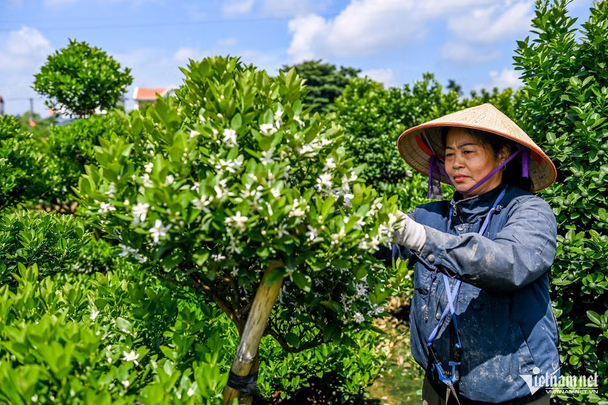 Vua quat lon nhat Nam Dinh dung truoc nguy co that thu vu Tet-Hinh-4