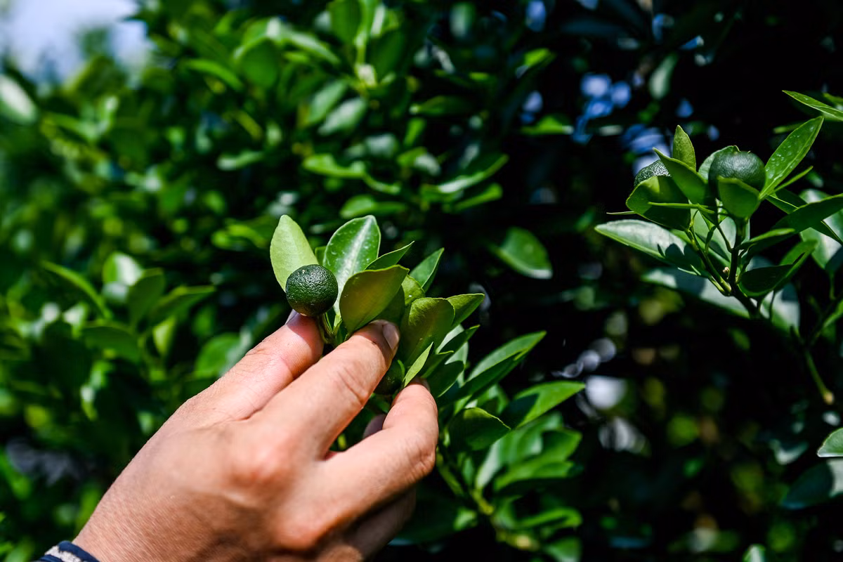 Vựa quất lớn nhất Nam Định đứng trước nguy cơ thất thu vụ Tết - Hình 2 Vua quat lon nhat Nam Dinh dung truoc nguy co that thu vu Tet-Hinh-2