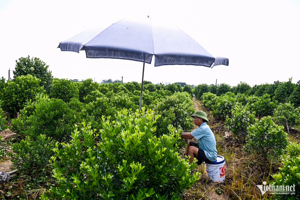 Vua quat lon nhat Nam Dinh dung truoc nguy co that thu vu Tet-Hinh-5