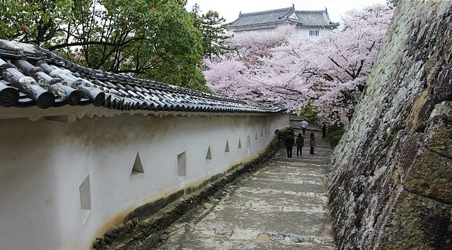 Trong khuôn viên của lâu đài trồng hơn 1.000 cây hoa anh đào. Chính vì vậy, lâu đài Himeji không chỉ hấp dẫn các nhiếp ảnh gia và những du khách thích những công trình có kiến trúc đẹp mà còn trở thành điểm đến lý tưởng ngắm hoa anh đào vào mùa nở rộ.