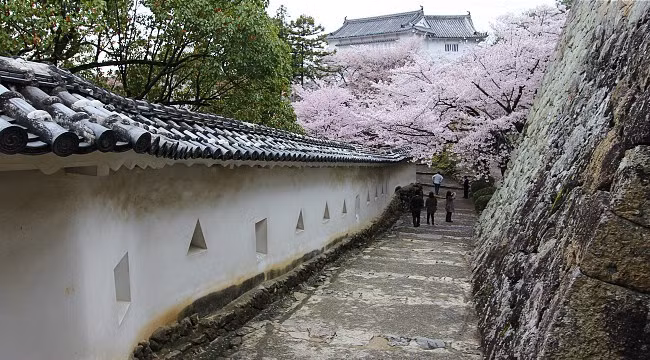 Trong khuôn viên của lâu đài trồng hơn 1.000 cây hoa anh đào. Chính vì vậy, lâu đài Himeji không chỉ hấp dẫn các nhiếp ảnh gia và những du khách thích những công trình có kiến trúc đẹp mà còn trở thành điểm đến lý tưởng ngắm hoa anh đào vào mùa nở rộ.