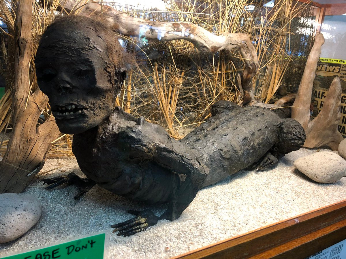 Trong số này có một cặp vợ chồng ở Kelso kể rằng đã nhìn thấy người cá sấu Jake ở một lễ hội tại Texas. Khi ấy, người cá sấu Jake tham gia biểu diễn và trả lời các câu hỏi của khán giả bằng cách gật đầu hoặc lắc đầu cho đáp án đúng - sai.