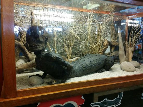 Một người bán đồ cổ đề nghị bán cho vợ chồng ông Marsh người cá sấu Jake với số tiền 750 USD.