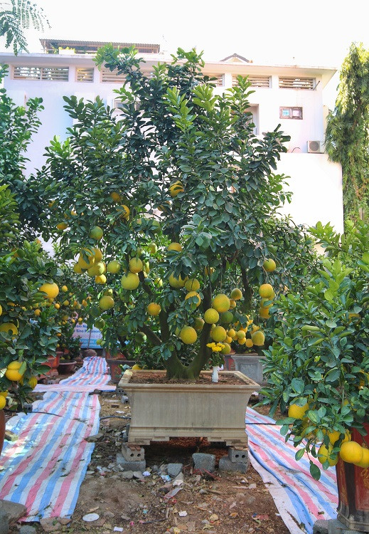 Hiện tại, giá bưởi cảnh trung bình dao động từ 5 – 45 triệu đồng/cây. Ngoài ra có một số cây “khủng” có giá từ 55 triệu – 120 triệu/cây.