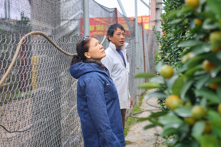 Thời điểm này, khách bắt đầu tới vườn tìm mua bưởi, đào, quất nhiều vì sợ để lỡ mất cây đẹp.