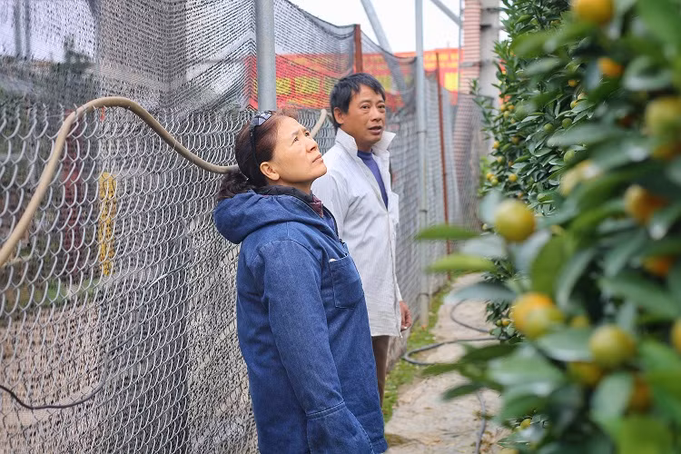 Thời điểm này, khách bắt đầu tới vườn tìm mua bưởi, đào, quất nhiều vì sợ để lỡ mất cây đẹp.