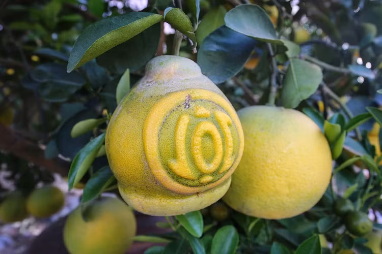 Sau khi đánh cây từ dưới đất lên, người trồng tiếp tục trồng cây trong chậu khoảng 3 năm rồi tiến hành ghép quả. Quả mọc từ thân chiếm khoảng 40% còn lại là quả ghép.