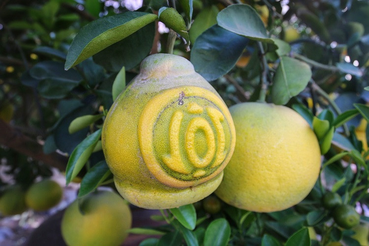 Sau khi đánh cây từ dưới đất lên, người trồng tiếp tục trồng cây trong chậu khoảng 3 năm rồi tiến hành ghép quả. Quả mọc từ thân chiếm khoảng 40% còn lại là quả ghép.