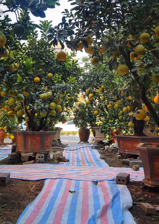 Do số lượng không nhiều nên khách hàng đã nhanh chân đặt mua hoặc thuê trước từ bây giờ. Số còn lại sẽ được bán dần vào dịp Tết Nguyên Đán sắp tới.