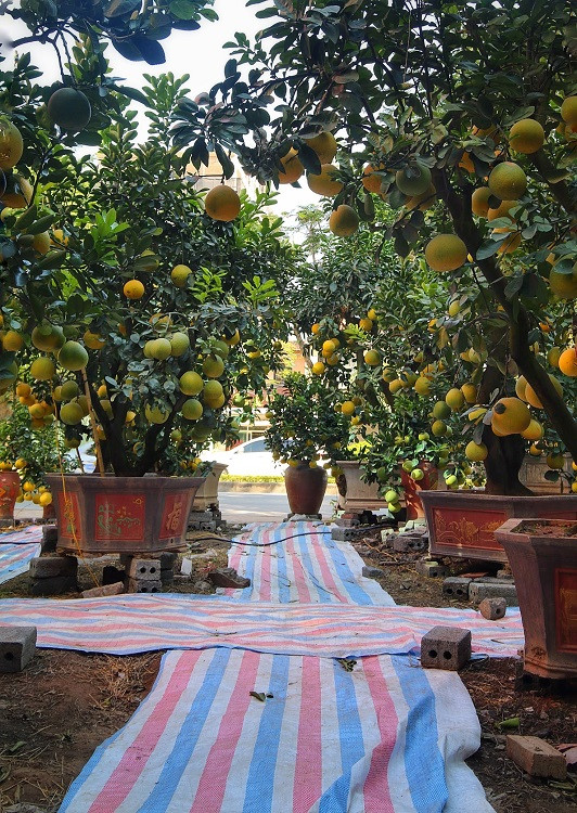 Do số lượng không nhiều nên khách hàng đã nhanh chân đặt mua hoặc thuê trước từ bây giờ. Số còn lại sẽ được bán dần vào dịp Tết Nguyên Đán sắp tới.