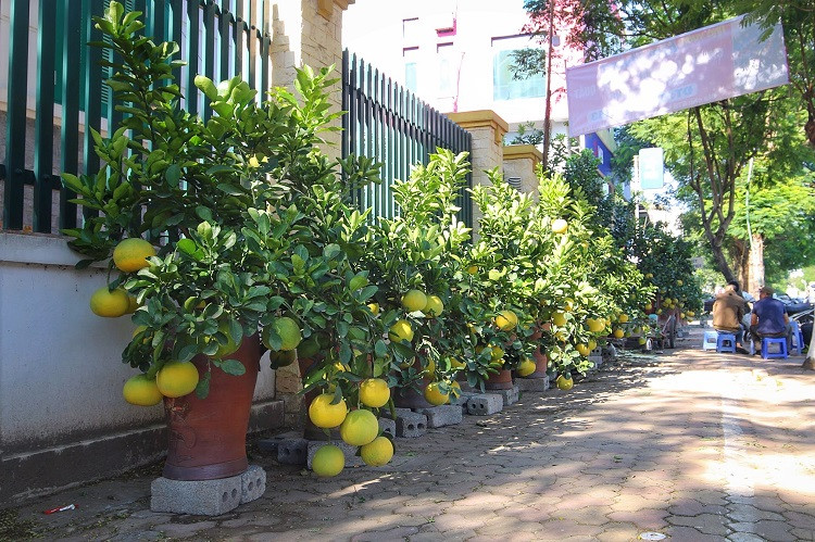Theo đó, phần lớn những cây lọt vào mắt xanh của người sành chơi đều là cây có thế độc lạ, tuổi thọ cao, sai quả và là quả thật chứ không phải mắt ghép. Số lượng cây này không có nhiều nên muốn sở hữu khách hàng thường phải đặt trước ngay từ khi còn ở vườn. Đặc biệt những cây bưởi thế Tam Đa tượng trưng cho ba ông Phúc – Lộc – Thọ thường để cho thuê với giá vài chục triệu đến hàng trăm triệu/vụ Tết chứ không bán.
