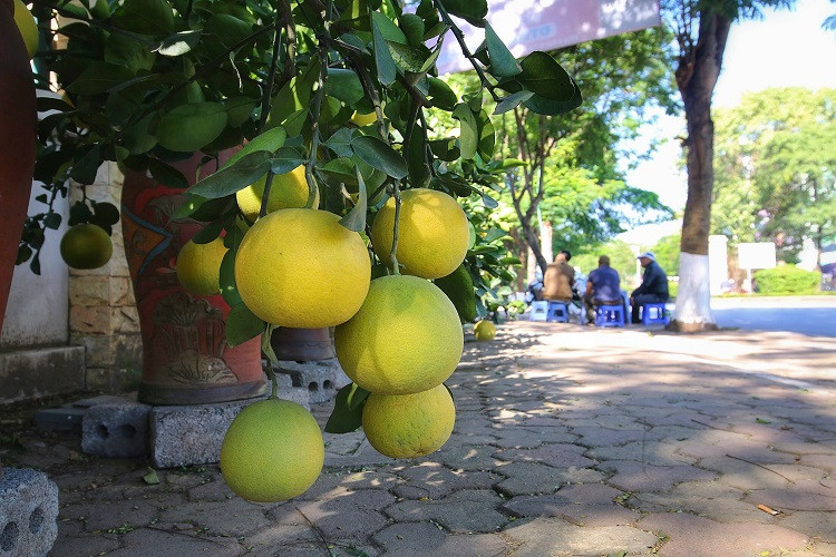 Những cây khách đặt nhưng không lấy ngay sẽ được chủ vườn chăm sóc cẩn thận trước khi giao cây đến tay khách. Dự kiến năm nay, bưởi cảnh sẽ tăng giá nhẹ do thời điểm hiện tại đã không còn nhiều cây thế độc lạ, không đủ cung cấp cho nhu cầu tiêu dùng của người dân.