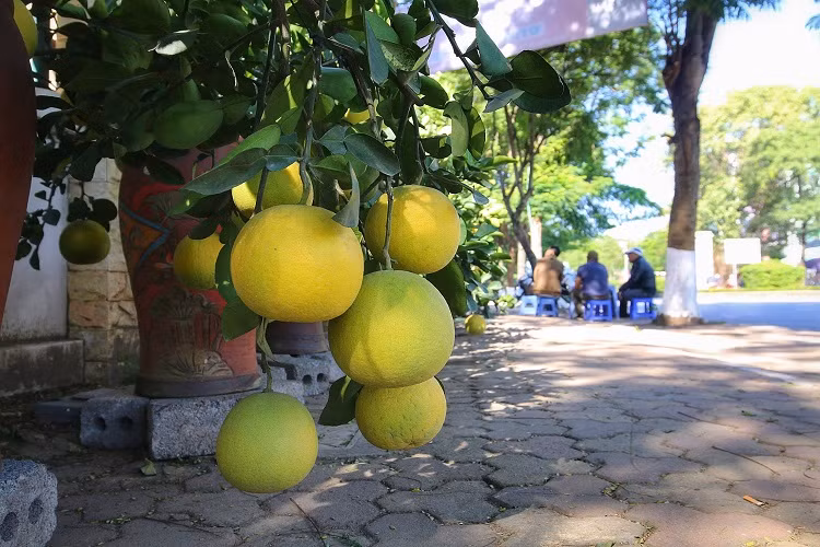 Những cây khách đặt nhưng không lấy ngay sẽ được chủ vườn chăm sóc cẩn thận trước khi giao cây đến tay khách. Dự kiến năm nay, bưởi cảnh sẽ tăng giá nhẹ do thời điểm hiện tại đã không còn nhiều cây thế độc lạ, không đủ cung cấp cho nhu cầu tiêu dùng của người dân.