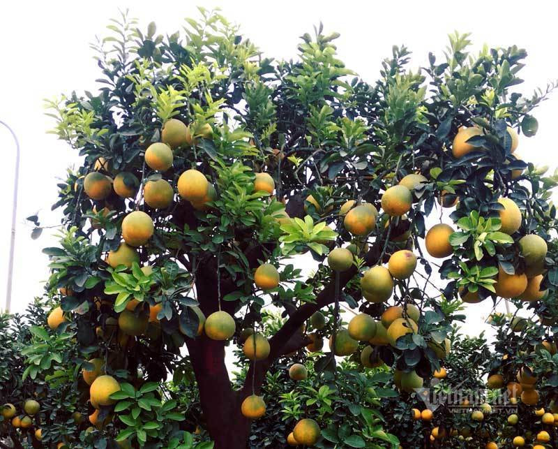 Cham cay buoi co ra 200 qua, cho Tet ban dut tui 70 trieu dong-Hinh-5