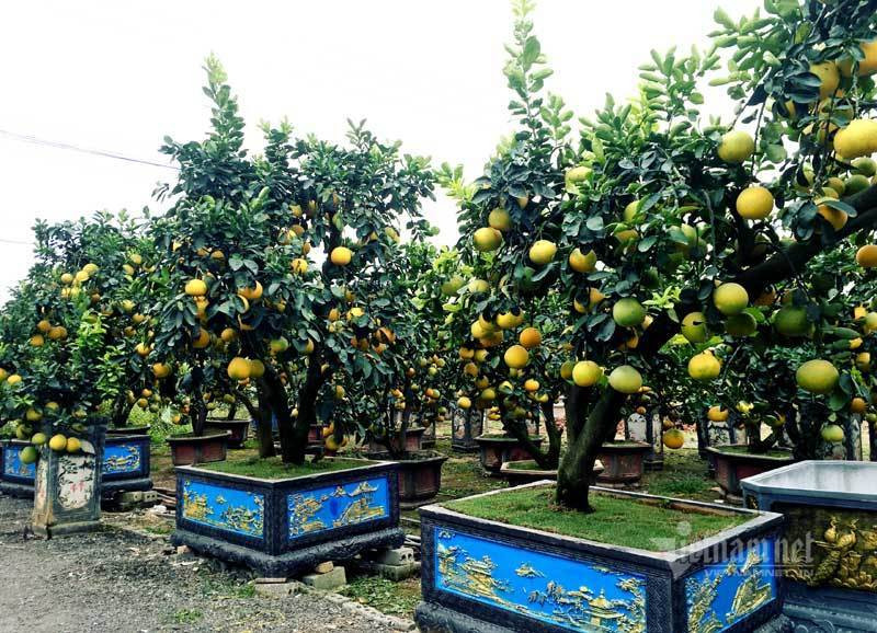 Cham cay buoi co ra 200 qua, cho Tet ban dut tui 70 trieu dong