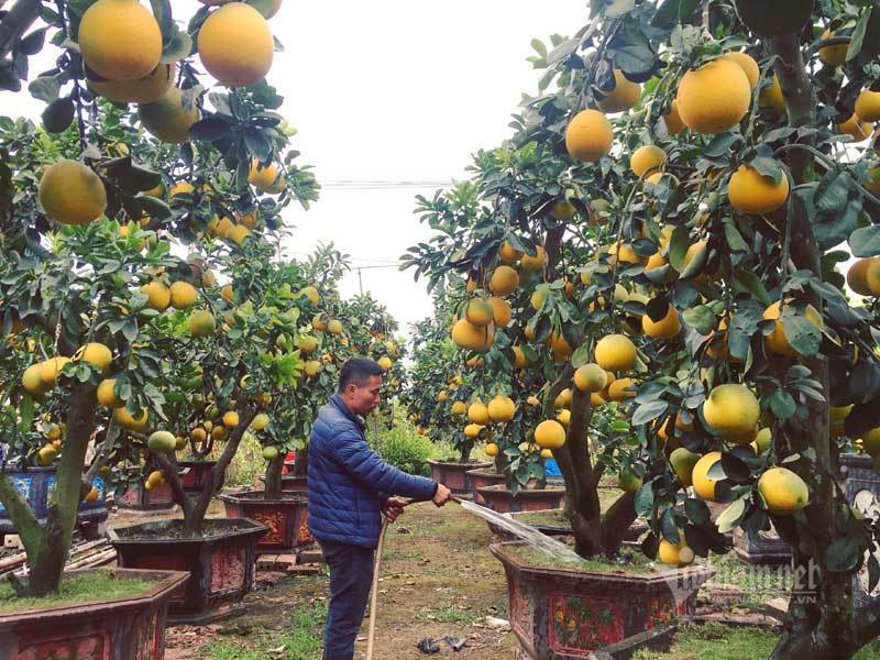 Cham cay buoi co ra 200 qua, cho Tet ban dut tui 70 trieu dong-Hinh-6