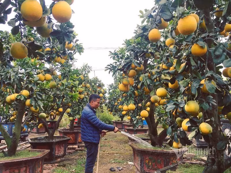 Cham cay buoi co ra 200 qua, cho Tet ban dut tui 70 trieu dong-Hinh-6