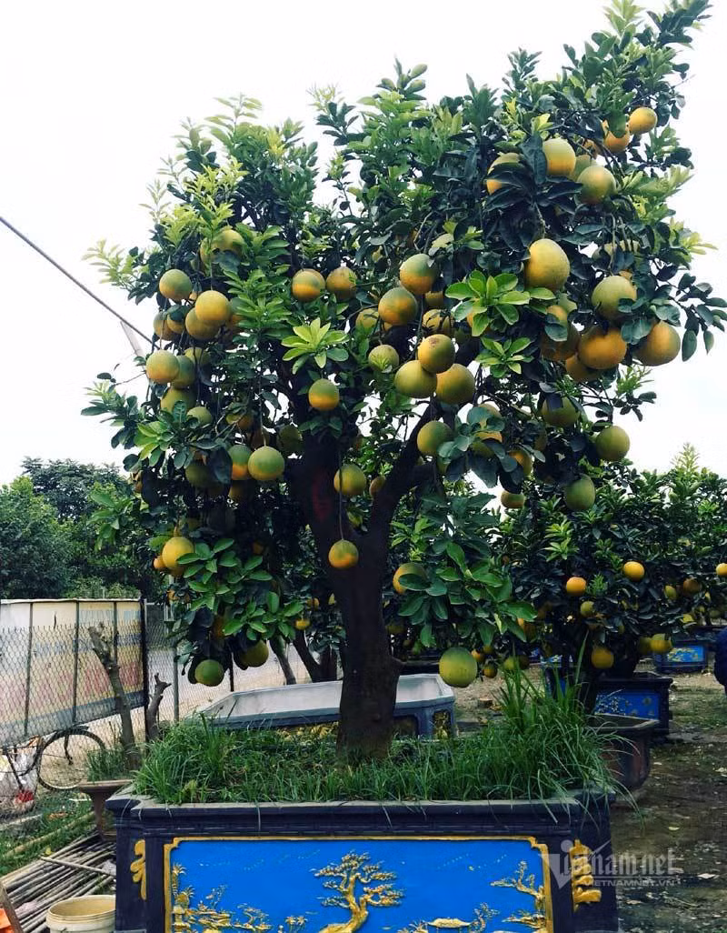 Cham cay buoi co ra 200 qua, cho Tet ban dut tui 70 trieu dong-Hinh-4