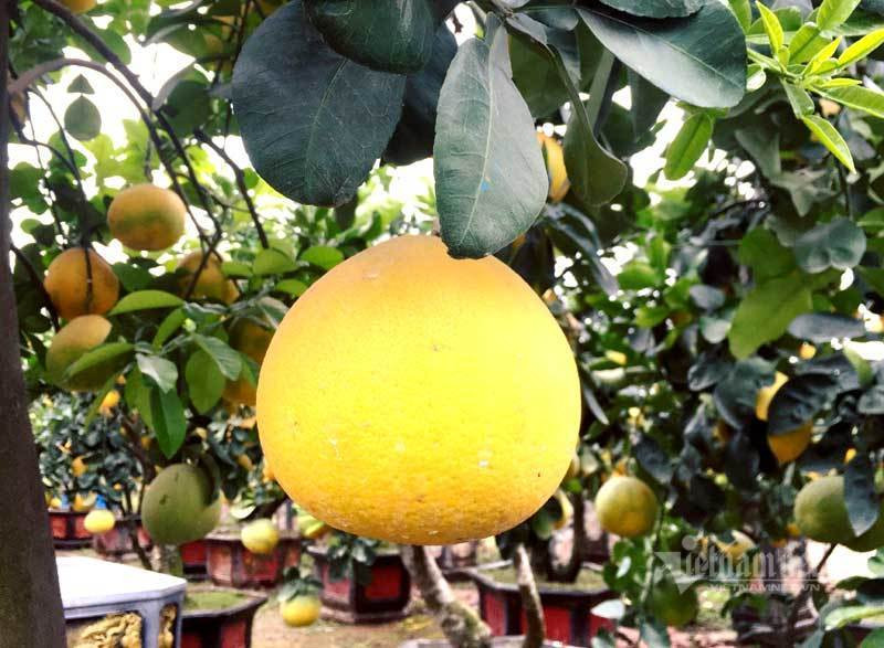 Cham cay buoi co ra 200 qua, cho Tet ban dut tui 70 trieu dong-Hinh-3