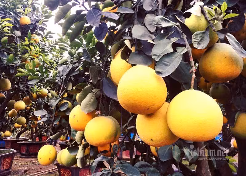 Cham cay buoi co ra 200 qua, cho Tet ban dut tui 70 trieu dong-Hinh-2