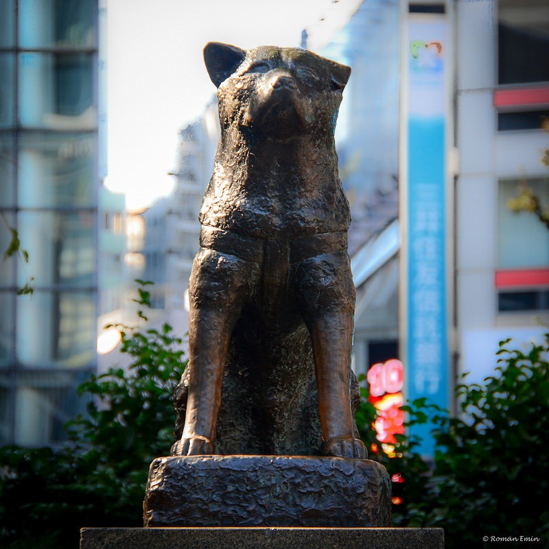 Vào ngày 8/3/1935, chú chó Hachiko chết. Cả gia đình giáo sư Ueno ở bên chú chó hết mực trung thành này cho tới những giây phút cuối cùng của nó. Mỗi năm vào ngày 8/3, người dân tổ chức một buổi tưởng niệm chú chó Hachiko tại nhà ga Shibuya.